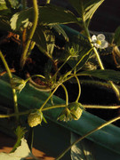 6.6.model strawberries VI