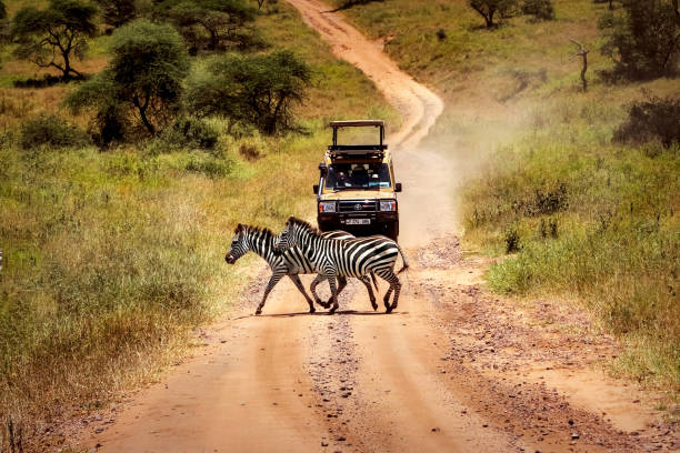 safaris Tanzania