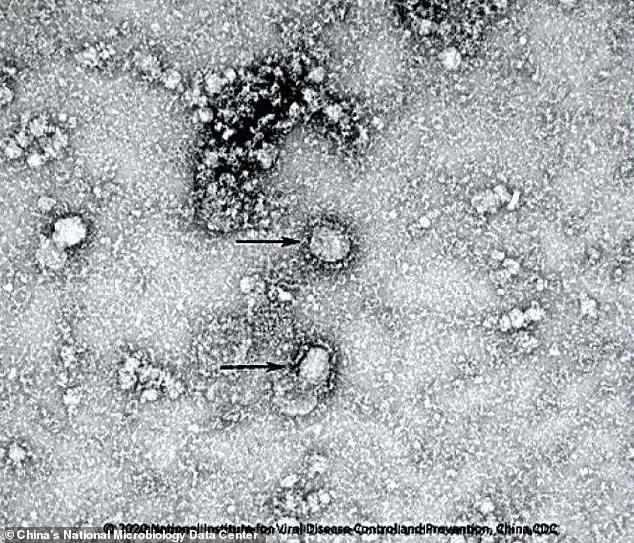 Image-of-The-Virus-1.jpg