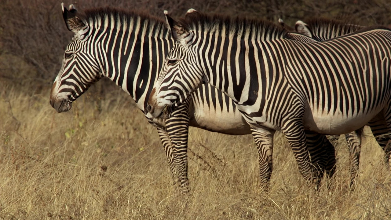 Africa (2001) - S01E01 - Savanna Homecoming (1080p BluRay x265 S