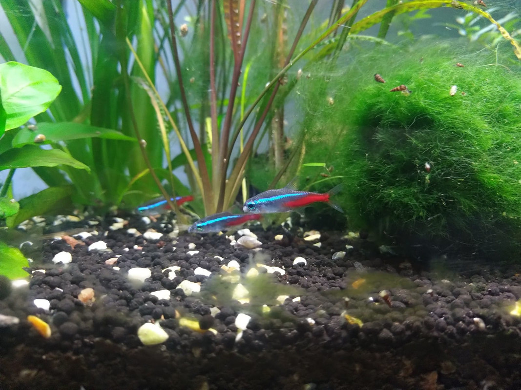 WhatsApp Image 2020-03-19 at 17.07.36 (1)