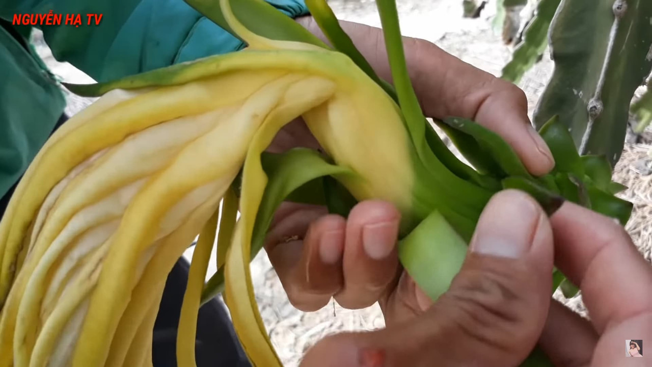 dividing-line-dragon-fruit-flower.jpg