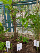 photo-20211123-iherbalgarden-022