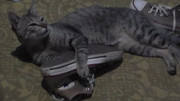 11.3.cat with shoe III