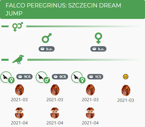 FALCO PEREGRINUS: DREAM JUMP SZCZECIN - 2020 Przechwytywanie-w-trybie-pe-noekranowym-23-07-2021-231539