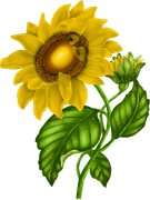 ISmell-Autumn-LL-Element78