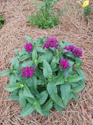 2023-06-30 Bee Balm