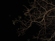 61.8.ghosts of autumn VIII