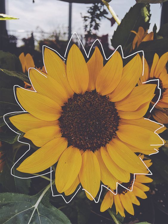 a sunflower with a stylized outline