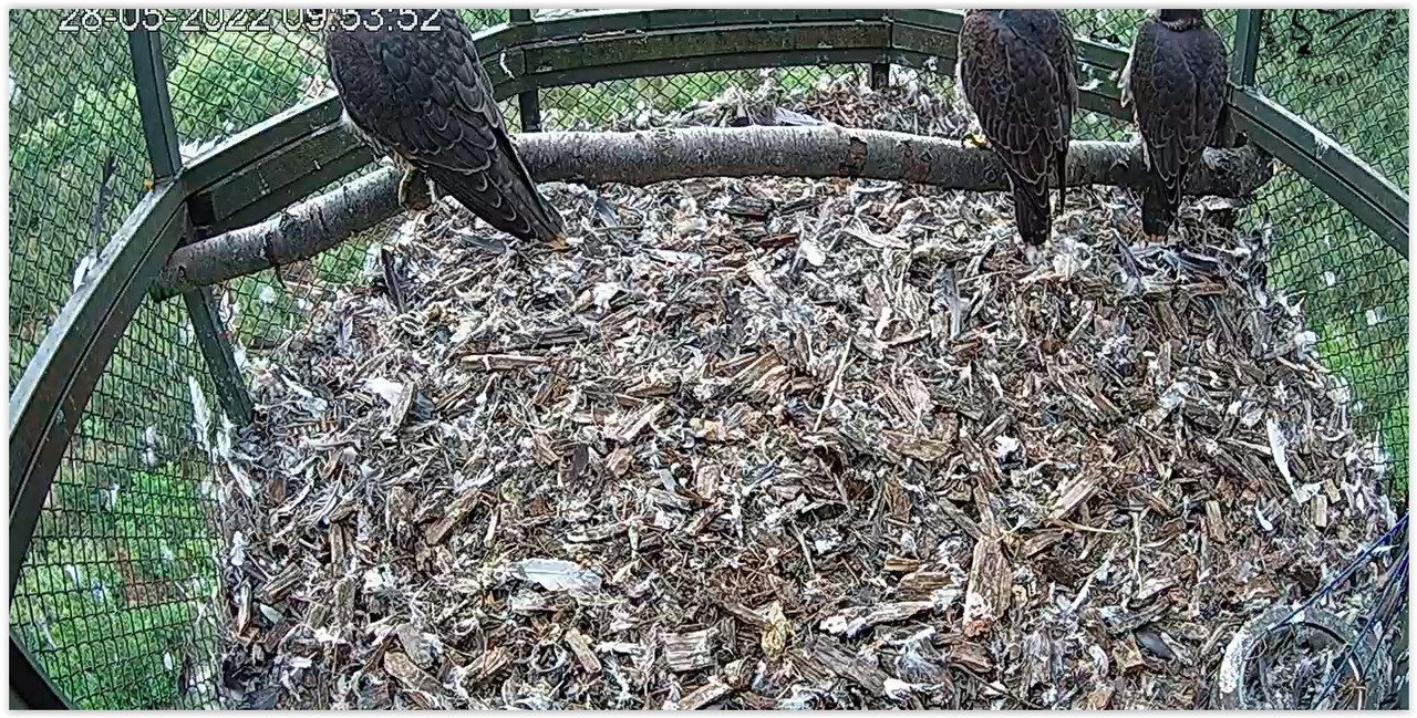 Screen Shot 05-28-22 at 09.54 AM 001