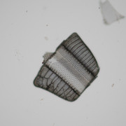 Leitz-3