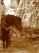 ADP Free party Balscha 2009 044