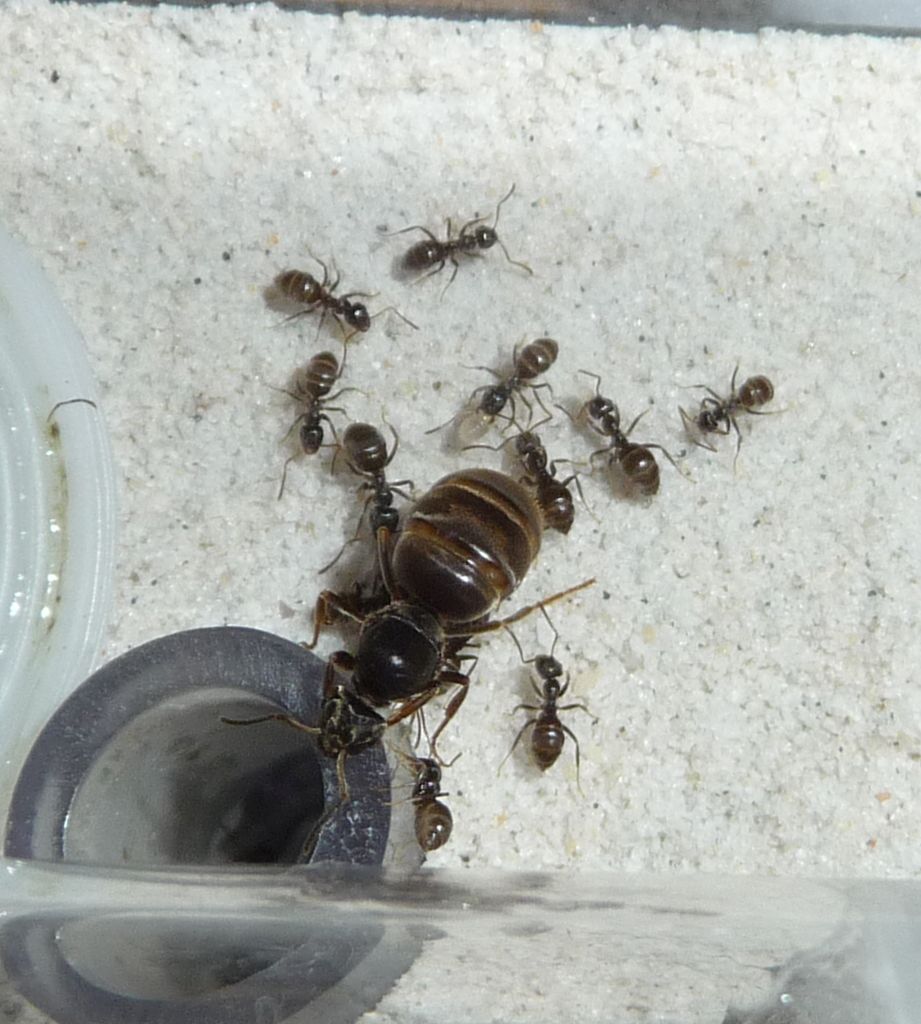 Lasius_Einzug3.jpg