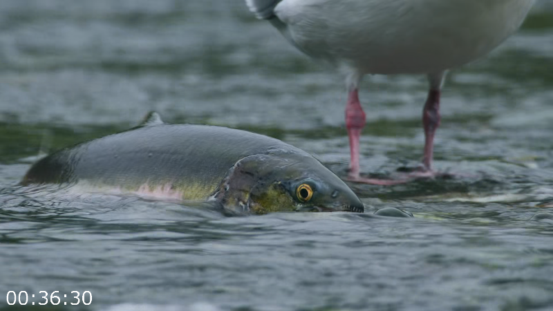 [Image: tzttw7s3v56e.png]