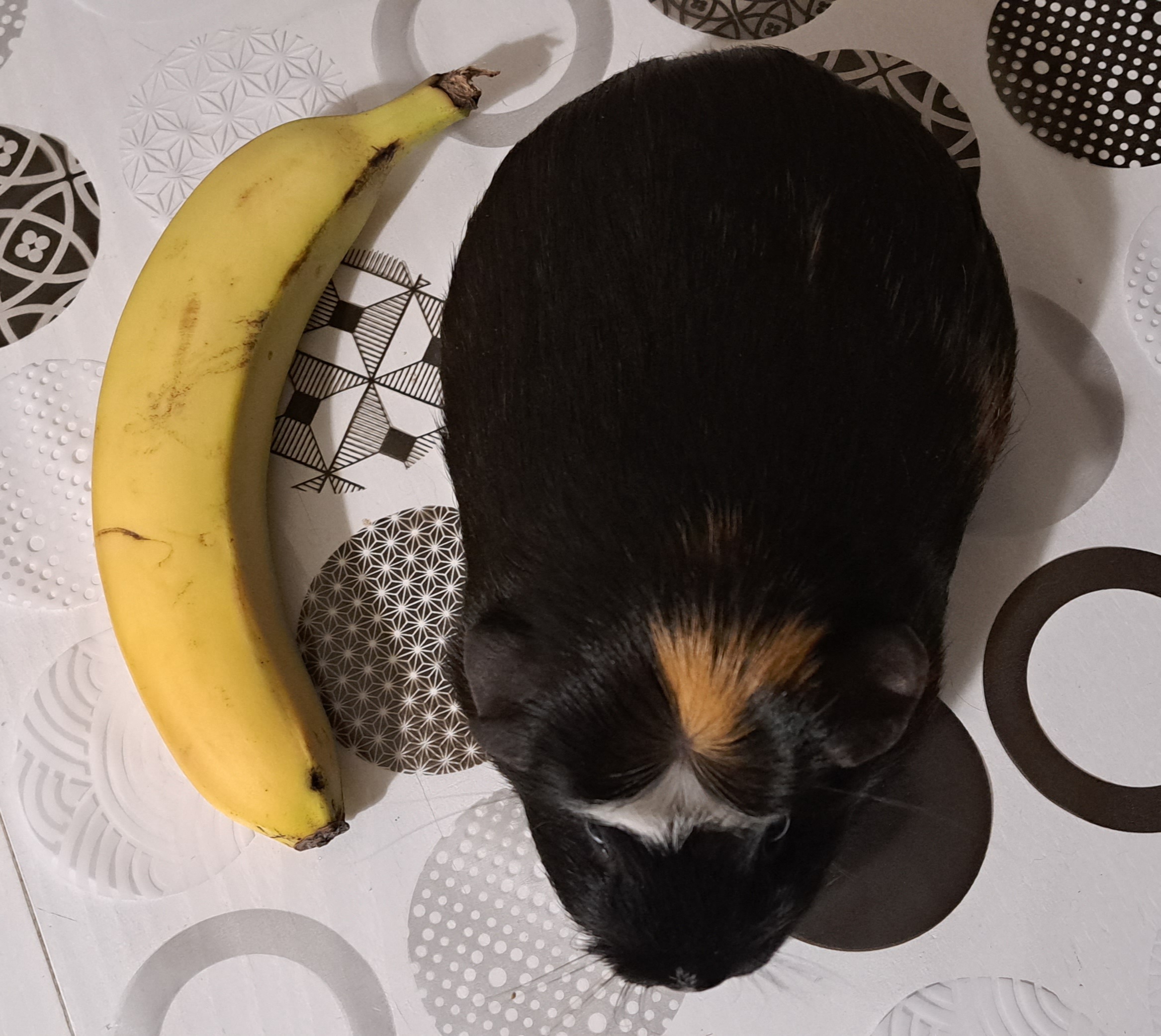 banana-for-scale.jpg