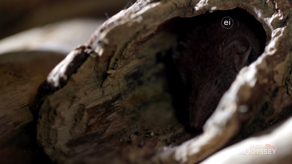 [Image: o5zujj9iel29.png]