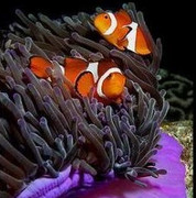 clownfish