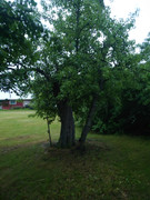 IMG-3878