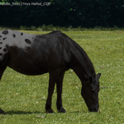 Solar Eclipse stable avi