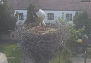 Kép