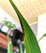 IMG_20220714_135459_edit_9930515120880