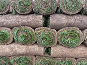 Fescue Sod - sq. ft.