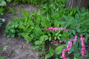 DSC00446
