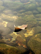 red-rive-leaf
