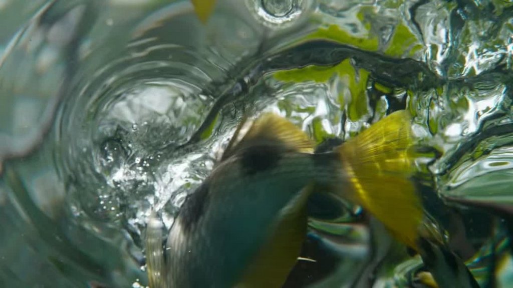 [Image: fo7vsa6vk83x.jpg]