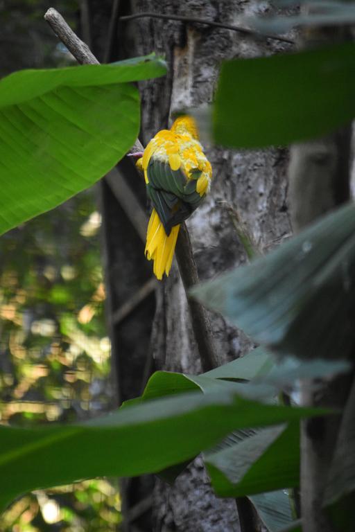 В джазе только девушки или аргентинско-бразильский калейдоскоп В джазе только девушки или аргентинско-бразильский калейдоскоп