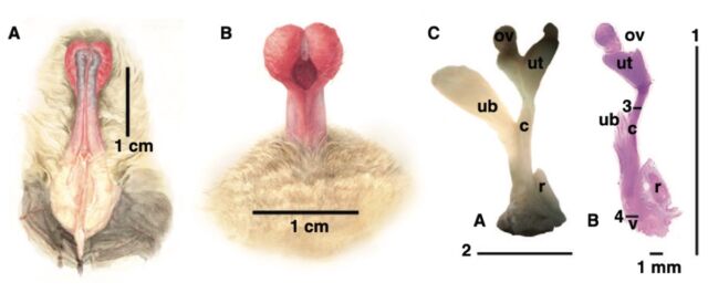 batpenis4-640x265