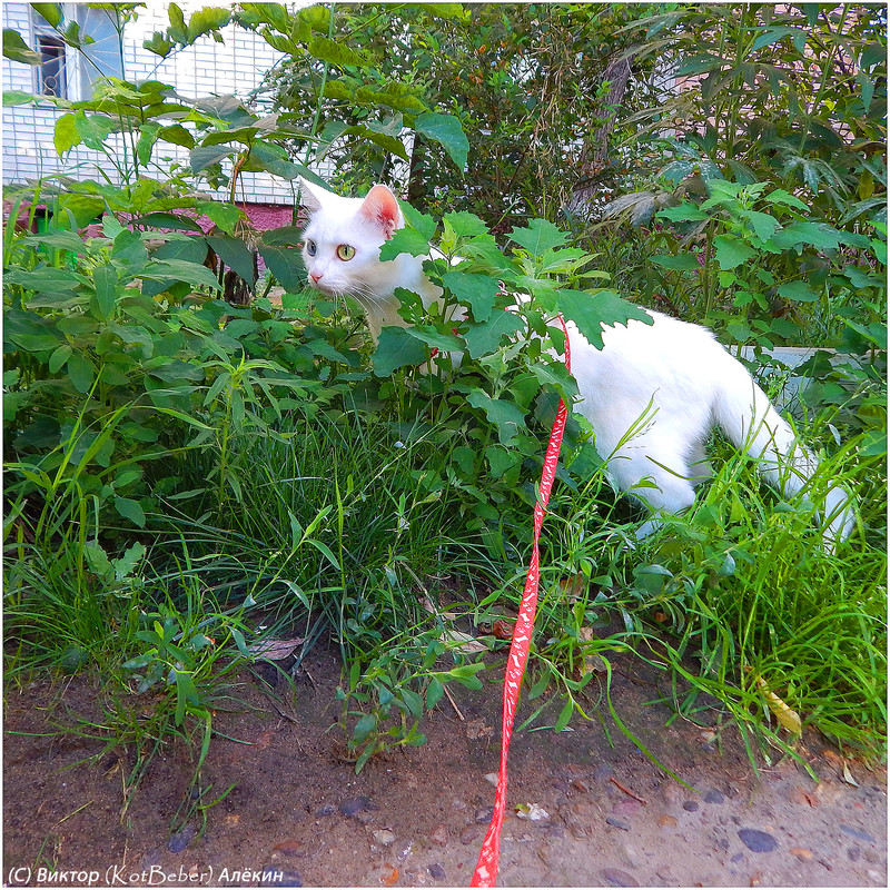 Изображение 005-2