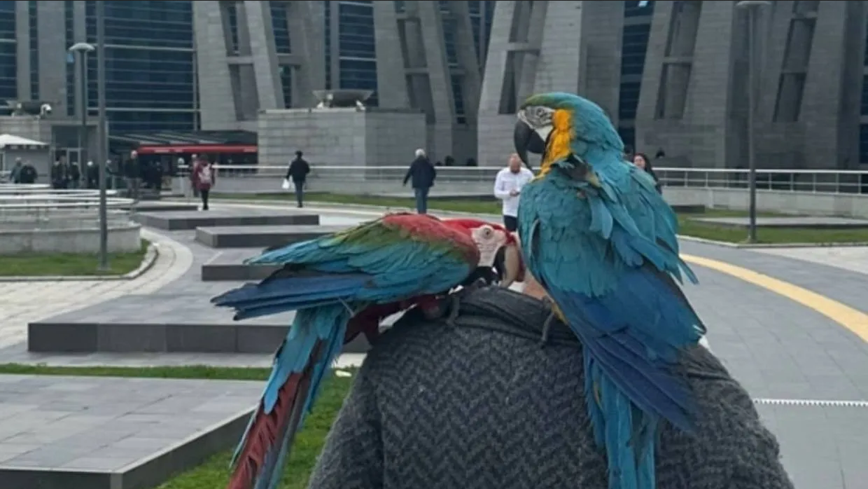 VIRAL: ¿Loros revelan infidelidad y se convierten en testigos de un juicio?