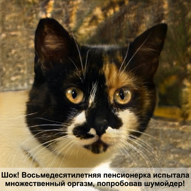 гладкошерстные породы кошек