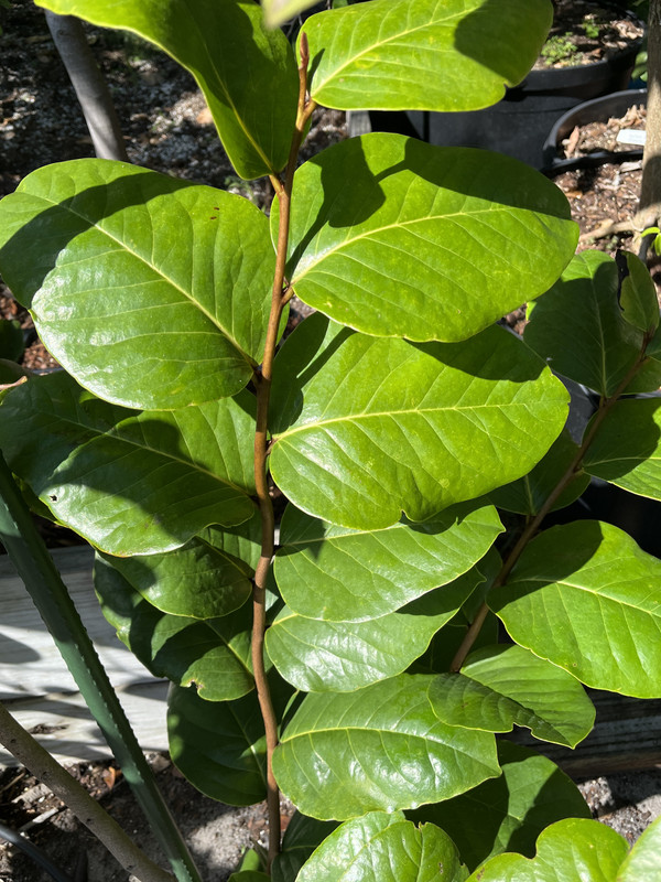 DCD68378-D18B-48E5-B8A6-F1042D436220