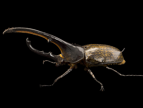 Seeker-Beetle.jpg