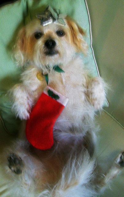 Tinky Christmas 2018 small (2)