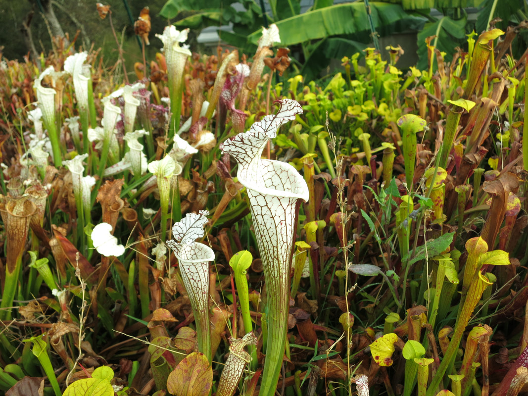 Sarracenia leucophylla var. alba 'perseverance' Baldwin Co, AL