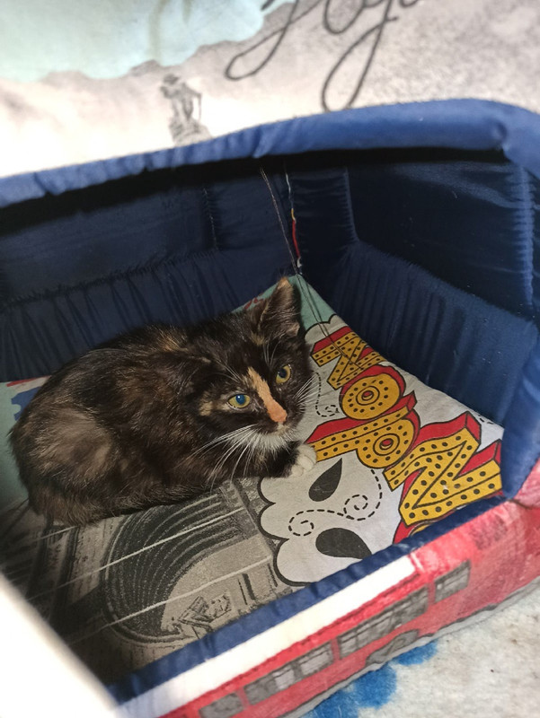 Маргаритка