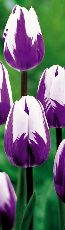 purplenwhiteflowers.jpg