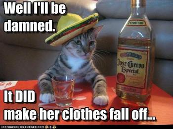 tequila-cat3.jpg