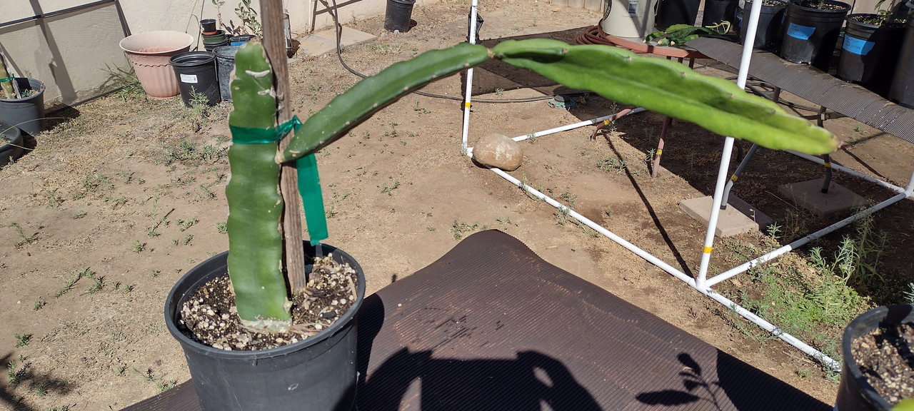 IMG_20220709_162836821_HDR