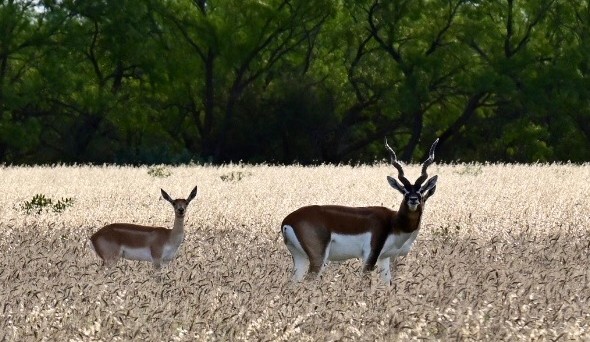Blackbuck Antelope