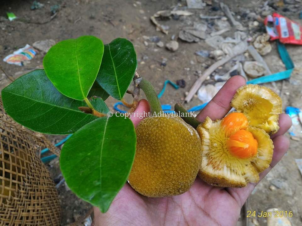 FB_IMG_1581480151493_wm[1]