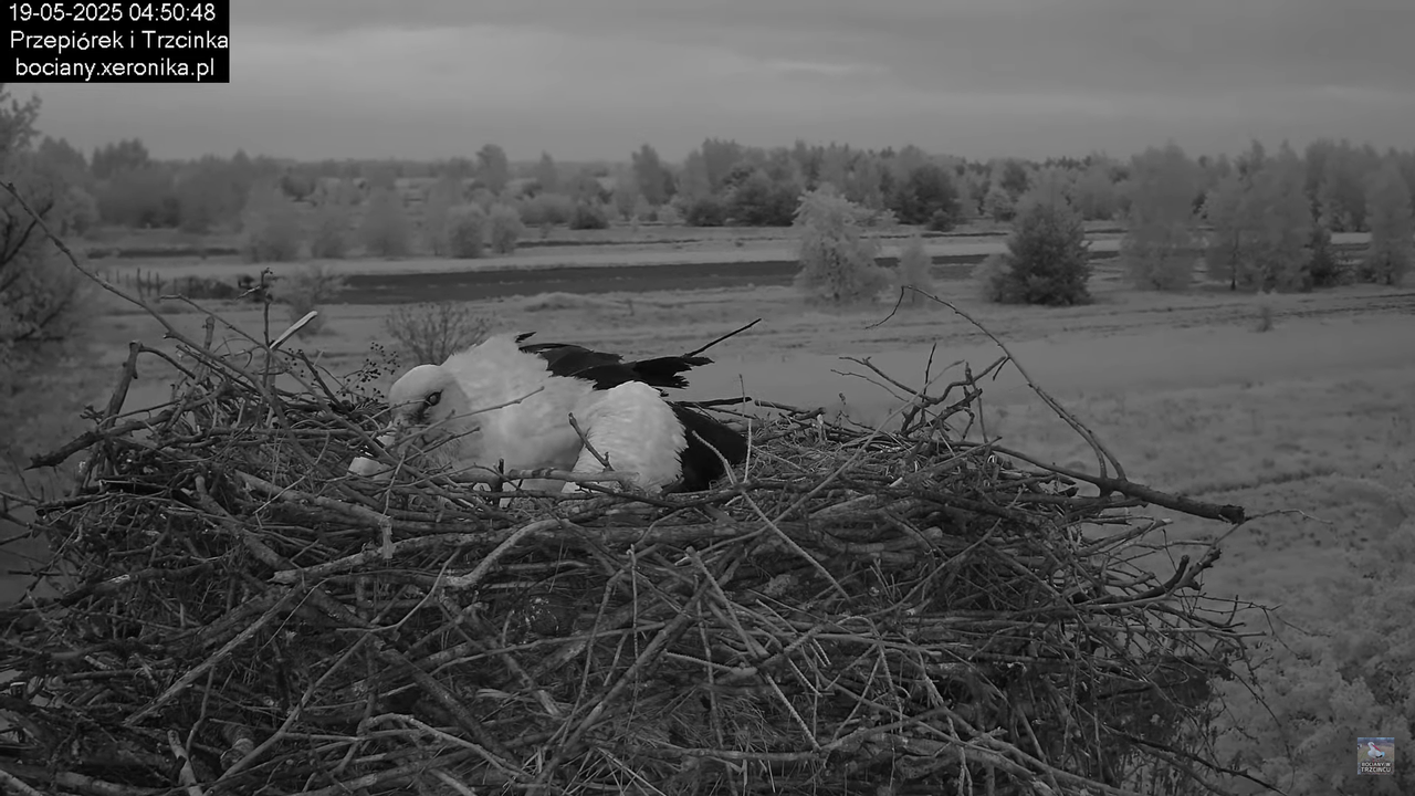 19052025bociany2