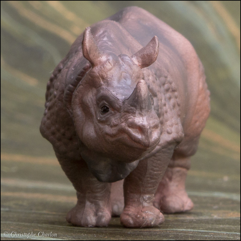 The Eikoh Indian rhinoceros, a walkaround by Kikimalou Eikoh-78825-Indian-rhinoceros-14