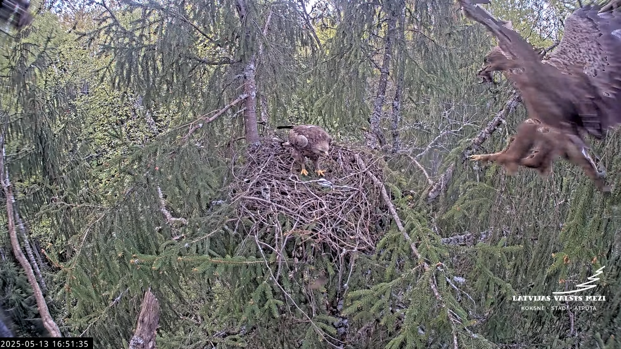 LVM mazais ērglis Lisiņa, egle2 – Lesser Spotted Eagle 14-41-0 screenshot