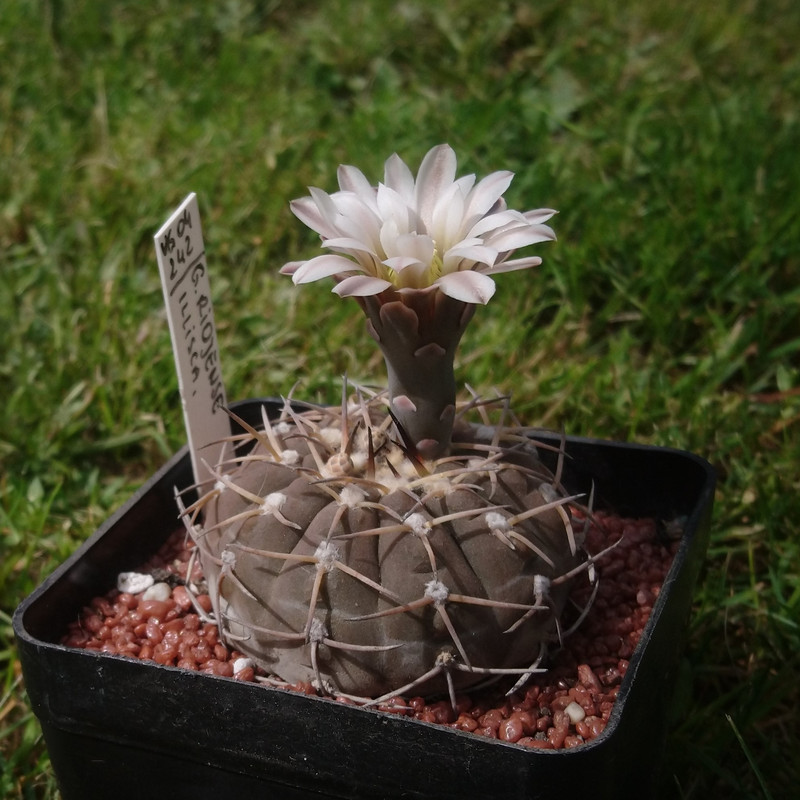 Gymnocalycium bodenbenderianum (riojense) VG 04-242 nr 7