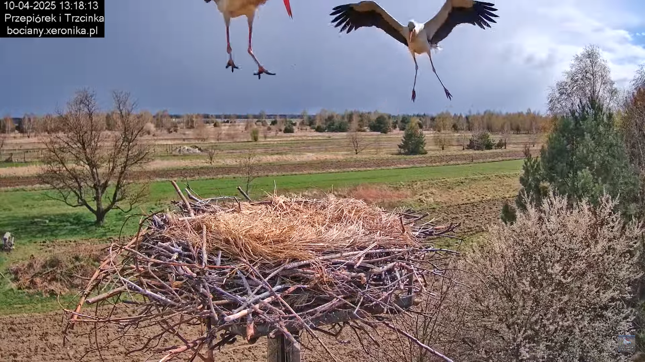 10042025bociany (39)