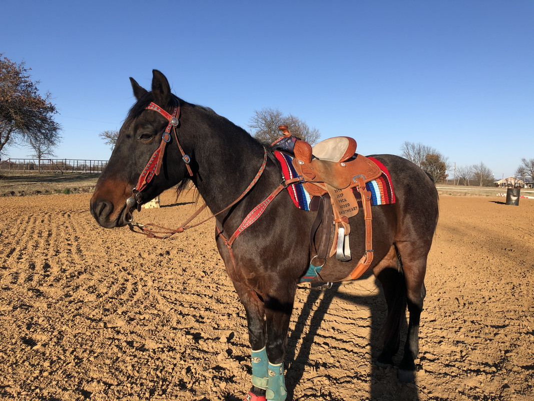 Johnny in all his Tack